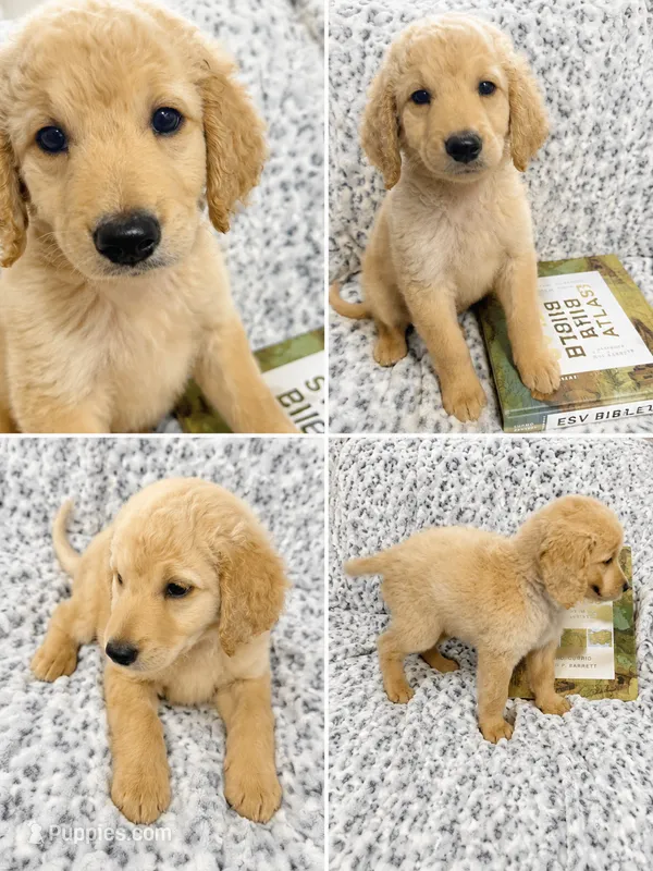 Gus – Goldendoodle puppy for sale in Kissimmee, FL