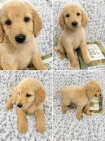 Gus, a male Goldendoodle for sale in Kissimmee, FL – 1 of 3