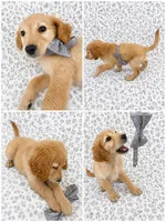 Griffin, a male Goldendoodle for sale in Kissimmee, FL – 1 of 3