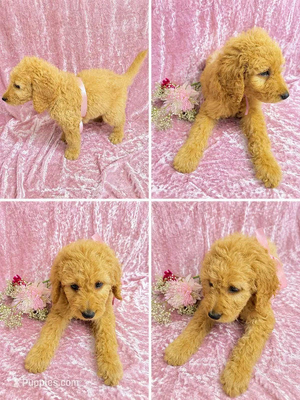 Piper – Goldendoodle puppy for sale in Kissimmee, FL