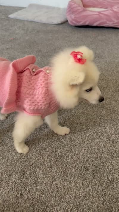 Girly, a female Pomsky for sale in Smyrna, DE – 2 of 2