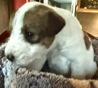 Ollie, a male Wire Fox Terrier for sale in Meriden, KS – 2 of 4