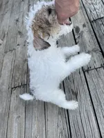 Deuce , a male Wire Fox Terrier for sale in Meriden, KS – 5 of 10