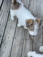 Houdini, a male Wire Fox Terrier for sale in Meriden, KS – 5 of 10