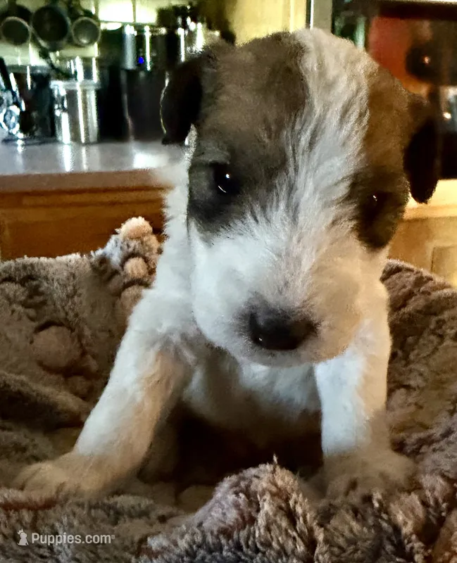 Ollie – Wire Fox Terrier puppy for sale in Meriden, KS