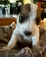 Ollie, a male Wire Fox Terrier for sale in Meriden, KS – 1 of 4