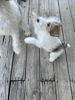 Houdini, a male Wire Fox Terrier for sale in Meriden, KS – 6 of 10