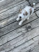 Houdini, a male Wire Fox Terrier for sale in Meriden, KS – 3 of 10