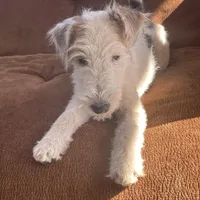 Sugar, a female Wire Fox Terrier for sale in Meriden, KS – Photo 1 of 10
