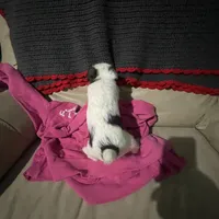 Sugar, a female Wire Fox Terrier for sale in Meriden, KS – Photo 5 of 10