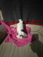 Sugar, a female Wire Fox Terrier for sale in Meriden, KS – Photo 5 of 10