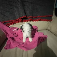 Sugar, a female Wire Fox Terrier for sale in Meriden, KS – Photo 8 of 10