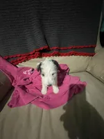 Sugar, a female Wire Fox Terrier for sale in Meriden, KS – Photo 8 of 10