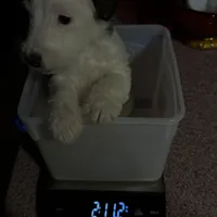 Sugar, a female Wire Fox Terrier for sale in Meriden, KS – Photo 10 of 10