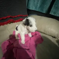 Sugar, a female Wire Fox Terrier for sale in Meriden, KS – Photo 6 of 10