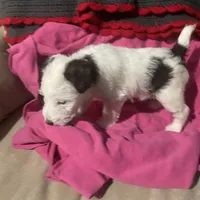 Sugar, a female Wire Fox Terrier for sale in Meriden, KS – Photo 7 of 10