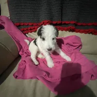 Sugar, a female Wire Fox Terrier for sale in Meriden, KS – Photo 4 of 10