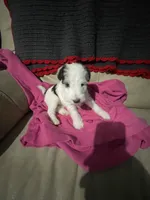 Sugar, a female Wire Fox Terrier for sale in Meriden, KS – Photo 4 of 10