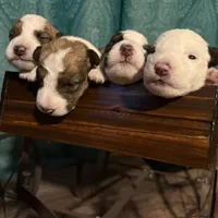 Sugar, a female Wire Fox Terrier for sale in Meriden, KS – Photo 9 of 10