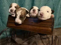 Sugar, a female Wire Fox Terrier for sale in Meriden, KS – Photo 9 of 10