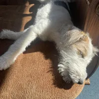 Sugar, a female Wire Fox Terrier for sale in Meriden, KS – Photo 3 of 10