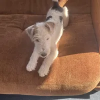 Sugar, a female Wire Fox Terrier for sale in Meriden, KS – Photo 2 of 10