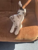 Sugar, a female Wire Fox Terrier for sale in Meriden, KS – Photo 2 of 10