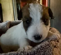 Hooch, a male Wire Fox Terrier for sale in Meriden, KS – 1 of 5