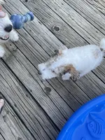Deuce , a male Wire Fox Terrier for sale in Meriden, KS – 6 of 10