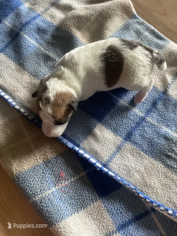 Hooch – Wire Fox Terrier puppy for sale in Meriden, KS