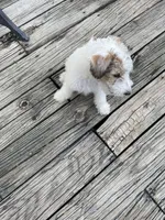 Deuce , a male Wire Fox Terrier for sale in Meriden, KS – 8 of 10