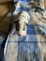 Ollie, a male Wire Fox Terrier for sale in Meriden, KS – 1 of 1