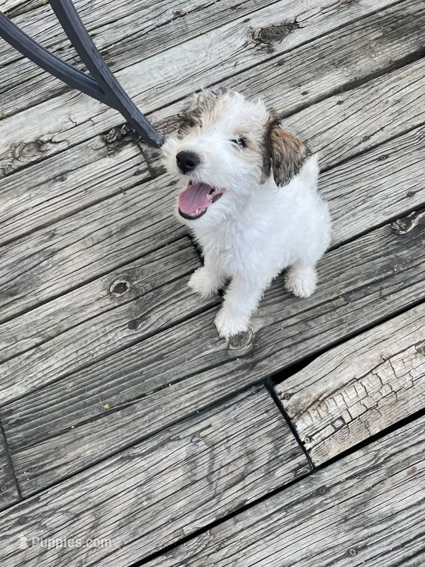 Deuce  – Wire Fox Terrier puppy for sale in Meriden, KS