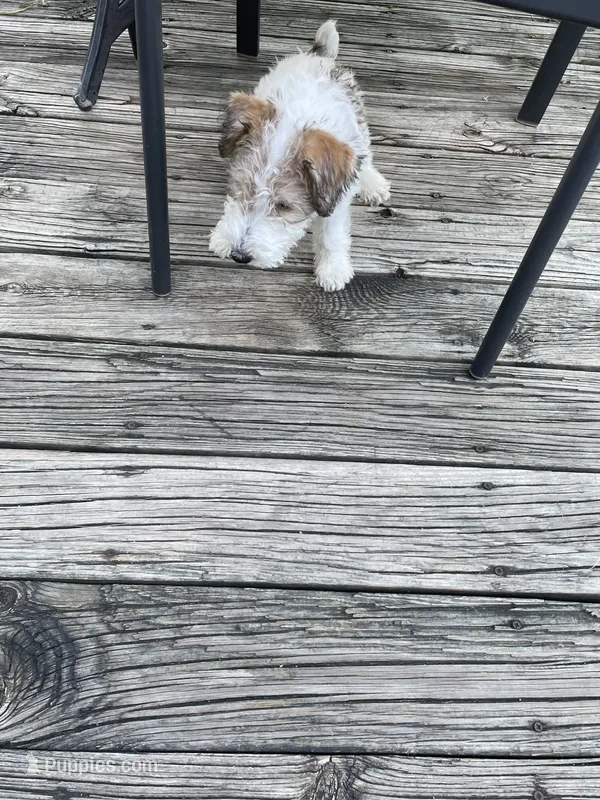 Ollie – Wire Fox Terrier puppy for sale in Meriden, KS