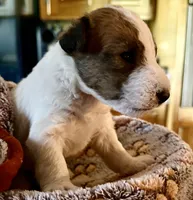Hooch, a male Wire Fox Terrier for sale in Meriden, KS – 2 of 5