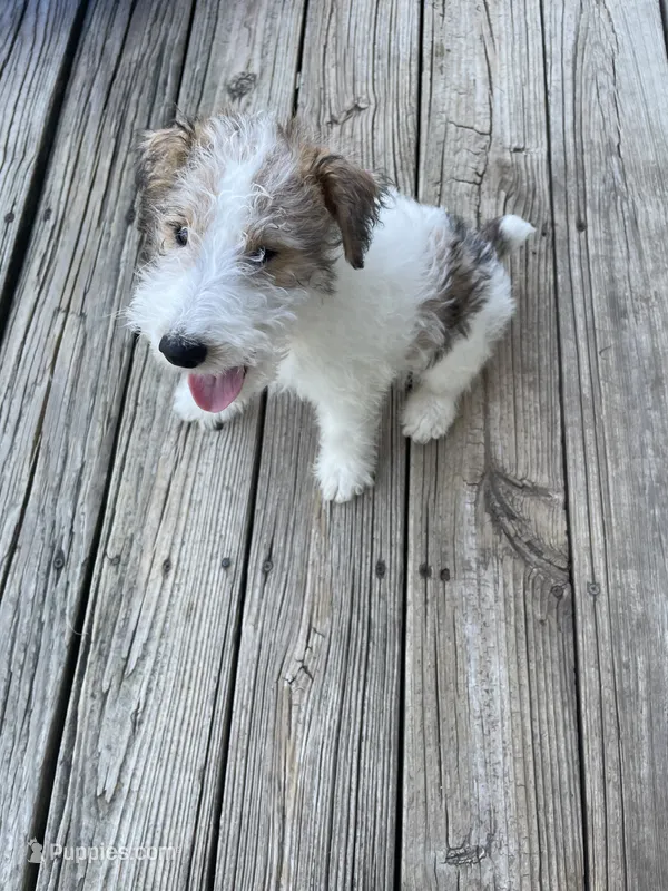 Hooch – Wire Fox Terrier puppy for sale in Meriden, KS