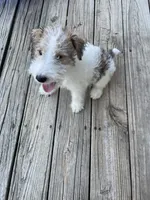 Houdini, a male Wire Fox Terrier for sale in Meriden, KS – 1 of 10