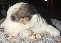 Deuce , a male Wire Fox Terrier for sale in Meriden, KS – 4 of 7