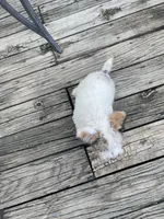 Deuce , a male Wire Fox Terrier for sale in Meriden, KS – 9 of 10