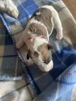 Luna, a female Wire Fox Terrier for sale in Meriden, KS – 1 of 2