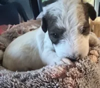 Deuce , a male Wire Fox Terrier for sale in Meriden, KS – 1 of 7