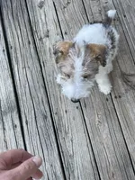 Houdini, a male Wire Fox Terrier for sale in Meriden, KS – 4 of 10