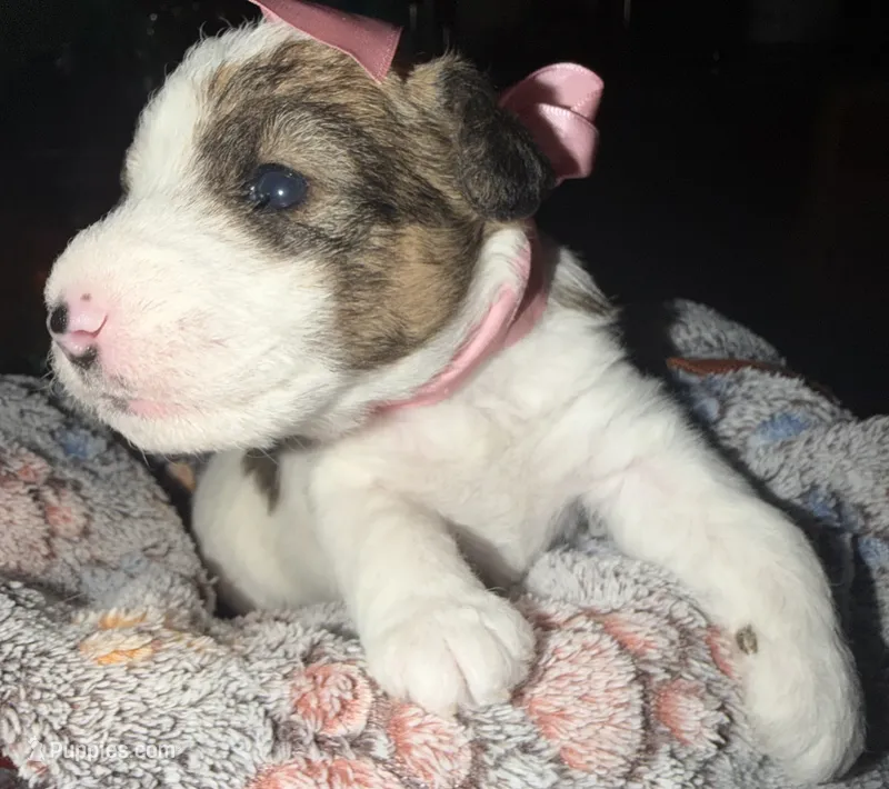 Luna – Wire Fox Terrier puppy for sale in Meriden, KS
