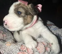 Luna, a female Wire Fox Terrier for sale in Meriden, KS – 1 of 5
