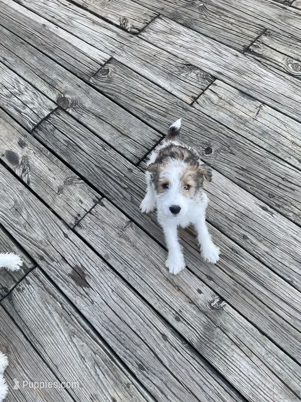 Luna – Wire Fox Terrier puppy for sale in Meriden, KS