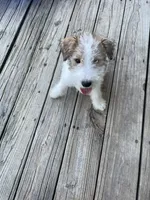 Houdini, a male Wire Fox Terrier for sale in Meriden, KS – 2 of 10