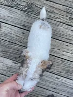 Deuce , a male Wire Fox Terrier for sale in Meriden, KS – 4 of 10