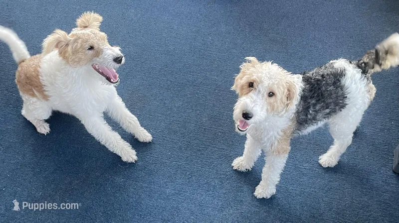 Future – Wire Fox Terrier puppy for sale in Meriden, KS