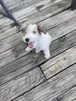 Deuce , a male Wire Fox Terrier for sale in Meriden, KS – 2 of 10