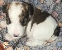 Luna, a female Wire Fox Terrier for sale in Meriden, KS – 3 of 5